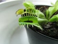 A carnivorous plant feeding on a small fly Royalty Free Stock Photo