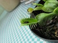 A carnivorous plant feeding on a small fly Royalty Free Stock Photo