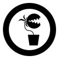 Carnivorous plant Flytrap Monster with teeths in pot icon in circle round black color vector illustration flat style image Royalty Free Stock Photo