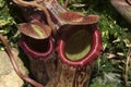 Top and hood pf a hanging pitcher plant pod