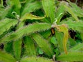 Carnivorous plant or insectivorous plant, Drosera capensis Royalty Free Stock Photo