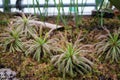 Carnivorous plant in Latin called Drosera capensis cultivated in a greenhouse of a botanical garden. Royalty Free Stock Photo