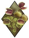 Realistic picture of a carniviorous plant