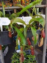 Carnivorous plant, Nepenthes ampullaria