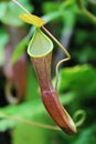 Carnivorous Plant