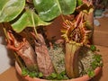 carnivorous plant Nepenthes truncata Royalty Free Stock Photo