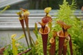 Carnivorous plant pitcher, commonly called trumpet pitcher in Latin known as sarracenia flava growing in a botanical garden. Royalty Free Stock Photo