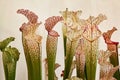 carnivorous plant Sarracenia leucophylla