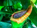 carnivorous plant _ tropical pitcher plants Royalty Free Stock Photo