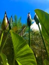 Carnivorous plant under a blue sky waiting for a fly Royalty Free Stock Photo