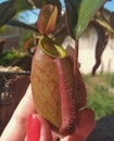 carnivorous plant, vase of nepenthes on a sunny day, trap waiting for an insect to be devoured