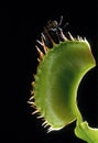 Carnivorous Plant Venus Flytrap, dionaea sp. cathching Fly Royalty Free Stock Photo