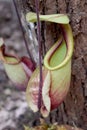 Carnivorous plants - Beautiful Close up Green N. viging Royalty Free Stock Photo