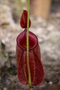 Carnivorous plants - Beautiful Close up red N. sumatrana Royalty Free Stock Photo