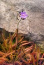 Carnivorous plants (Drosera capensis). Botanical Garden, KIT, Karlsruhe, Germany, Europe Royalty Free Stock Photo