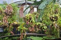 Carnivorous plants in greenhouse