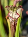 Colourful trap of Sarracenia, carnivorous plant