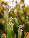 Colourful trap of Sarracenia, carnivorous plant