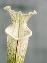 Colourful trap of Sarracenia, carnivorous plant