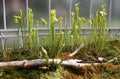 Carnivorous plants - Pinguicula kewensis Royalty Free Stock Photo