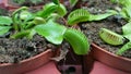 Carnivorous Plants in pots Venus fly trap Royalty Free Stock Photo