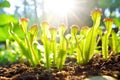 carnivorous plants trapping sunlight, biomimicry energy concept