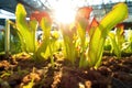 carnivorous plants trapping sunlight, biomimicry energy concept