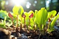 carnivorous plants trapping sunlight, biomimicry energy concept