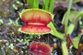 Carnivorous Plants