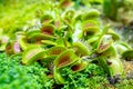 Carnivorous predatory plant Venus flytrap Royalty Free Stock Photo