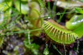 Carnivorous predatory plant Venus flytrap - Dionaea muscipula Royalty Free Stock Photo