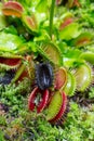 Carnivorous predatory plant Venus flytrap - Dionaea muscipula Royalty Free Stock Photo