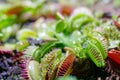 Carnivorous predatory plant Venus flytrap - Dionaea muscipula Royalty Free Stock Photo