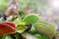 Carnivorous predatory plant Venus flytrap - Dionaea muscipula Royalty Free Stock Photo