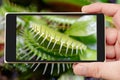 Carnivorous predatory plant Venus flytrap Dionaea muscipula on smartphone screen. Royalty Free Stock Photo