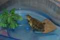 Carnivorous Red-eared Turtle - Human`s Pet