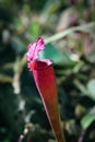 Carnivorous Sarracenia pitcher plant Royalty Free Stock Photo