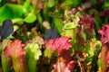 Carnivorous Sarracenia pitcher plants Royalty Free Stock Photo