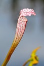 Carnivorous sarracenia