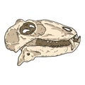 Carnivorous small Dinocephalia dinosaur fossilized skull hand drawn image. Carnivore reptile dino fossil illustration drawing. Royalty Free Stock Photo