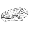 Carnivorous small Dinocephalia dinosaur fossilized skull hand drawn sketch image. Carnivore reptile dino fossil illustration