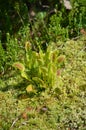 The carnivorous Venus Fly Trap (Dionaea muscipula)