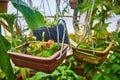 Carnivorous Venus fly trap plants in hanging planter with other potted plants in conservatory Royalty Free Stock Photo