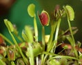 Carnivorus plant - Dionaea muscipula