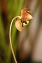 Carnivorus plant in the garden Royalty Free Stock Photo