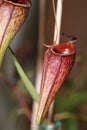 Carnivorus plant - Nepenthes mirabilis tenuis Royalty Free Stock Photo