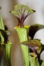 Carnivorus plant sarracena flava orlata Royalty Free Stock Photo