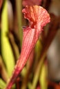 Carnivorus plant - sarracenia juthatip super Royalty Free Stock Photo