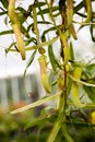 Carnivourous plant with details Royalty Free Stock Photo