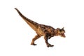 Carnotaurus Dinosaur on white background